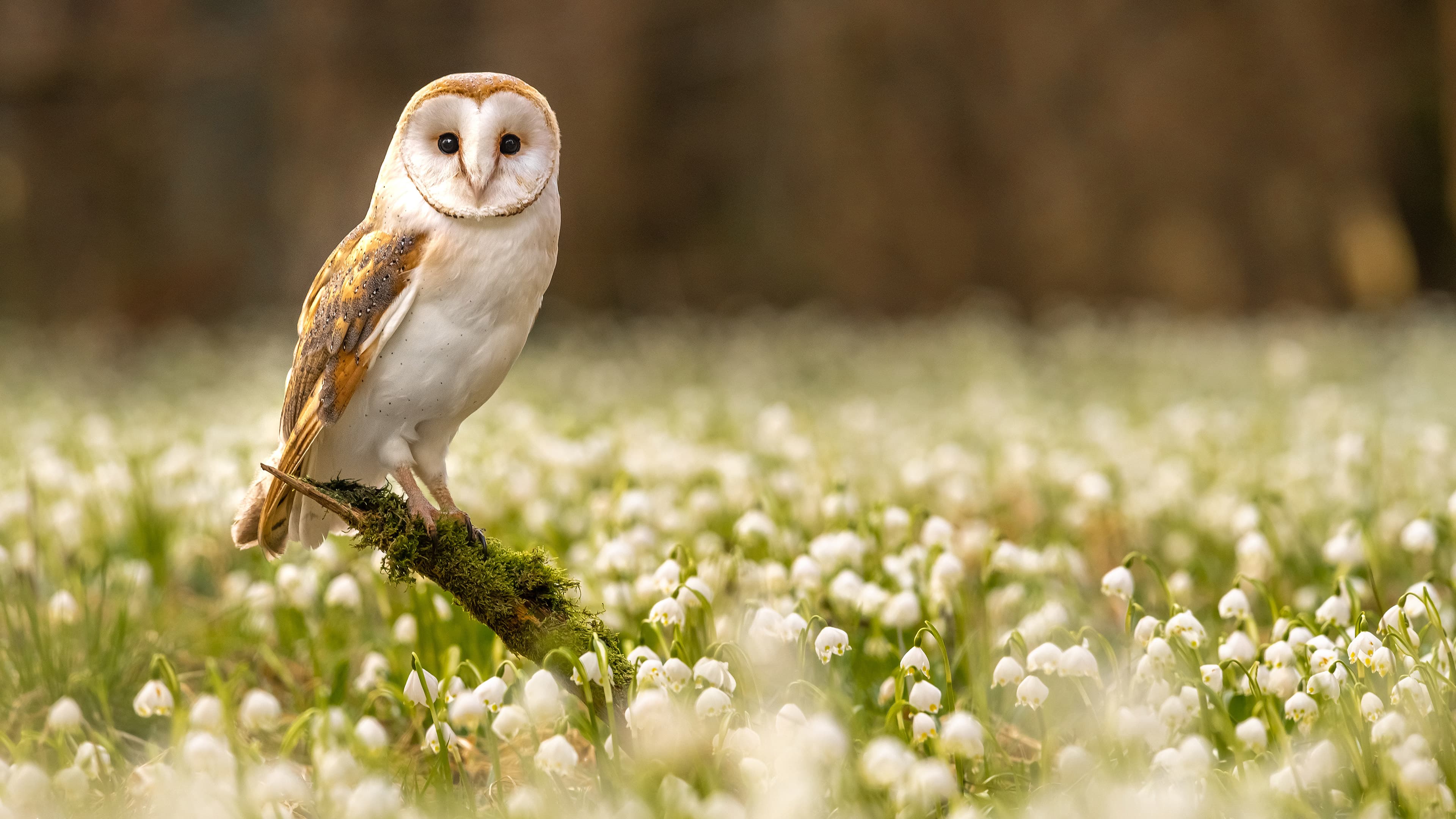 President Aggie Fiction